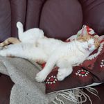 Stefan MacGordon - @stefan_macgordon - Instagram