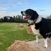 Mace Greene - @mace.greene - TikTok