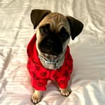 Mac Hamilton - @machamiltonthefrug - Instagram