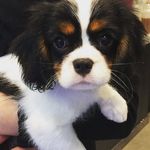 Lucky, ma chance...🐶🍀 - @ma_chance._ - Instagram