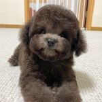 토이푸들&포메라니안 - @machance_boss - Instagram