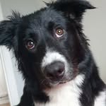 Mac Hughes - @mac_bordercolliex - Instagram