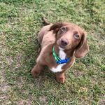 Ollie Mac Hussey🐾 - @olliesnackattack - Instagram