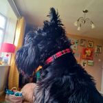 Mac ( Macleod Dundee) - @macleod_dundee_mac - Instagram
