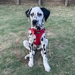 Mac & Marshall - @mac___marshall___ - Instagram