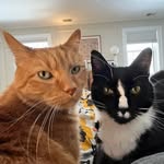 @mac_marshall_catbros - Instagram