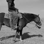 Mac McBride Performance Horses - @_mmperformancehorses - Instagram