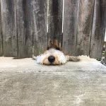 Mac McCall - @themacadoodle - Instagram