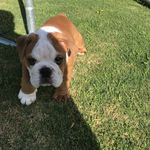 Mac McCallum - @mac_mccallumthebulldog - Instagram