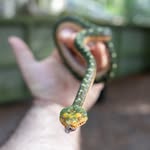Glen “Mac” McClellan - @glenmacherpetofauna - Instagram