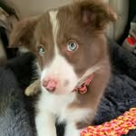 Mac Bennett-McConnell - @macbmcthesuperdoggo - Instagram