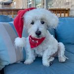 Toby Mac McGovern - @tobymacwestie - Instagram