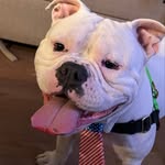 Mac Mcgregor - @the_blue_bulldog - Instagram