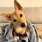 Mac McKenna - @goldenbabymac - Instagram