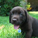 Mac McKinley - @mac_pupdaddy - Instagram