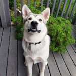 Mac McLemore - @malamute.mac - Instagram