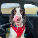 Mac McPherson - @macthespringerspaniel - Instagram