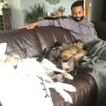 Buster + LuLu + Benny Mac + Mr. Moe - @threedogs_twodads - Instagram