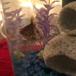 Mac & Moe - @mac_and_moe_the_fish - Instagram