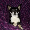 Willie MacMoran - @willie.macmoran - TikTok