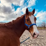 Mac & Morgan 🐎⚜️ - @mlm_morgan - Instagram