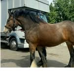 Mac Morgan - @horses_for_sale654 - Instagram