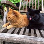 Mac & Morris - @macmorris_ - Instagram