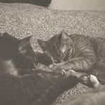 Mac & May Morrow - @macattackythecatty - Instagram