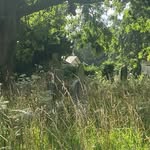 Webster - @webster_mac_neely - Instagram