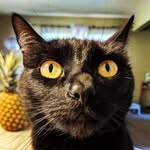 @frida_macpickle - Instagram