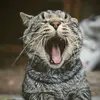 MacPickle - @mac_pickle - TikTok