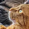 Mac Reese620 - @mac_n_reese_cats - TikTok