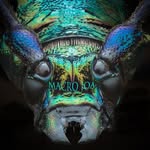 Jørgen - @macro_joa - Instagram