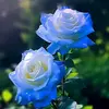 Mac Rose - @bhepat2021 - TikTok