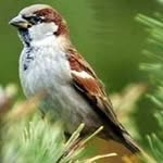 Sparrow Mac - @sparrow.mac.90 - Instagram