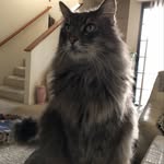 Mac Suzuki - @macsuzuki9 - Instagram