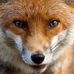 Fox Macallan - Facebook