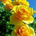 Macaria Flores - Facebook