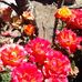Macaria Flores - Facebook
