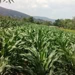 Macario Juarez - @macario.juarez.18 - Instagram