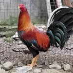 Macario Macias - @jonvillegas253 - Instagram