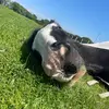 maci bell - @.gobsoncobs - TikTok