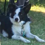 Maci McGraw - @tazstockdogs - Instagram