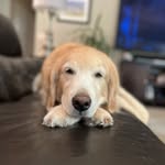 Macie Bailey-Guyse - @macie_the_golden_palmsprings - Instagram
