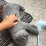 Macieelliegregorythomson - @maciegregorythomsonellie - Instagram