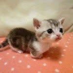 Mack Barnes - @cuter_kittens - Instagram