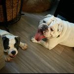 Mack & Bentley - @mack_and_bentley - Instagram