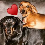 Mack & Bentley (Big B) - @mr.b_n_macki - Instagram