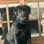 Gus-Blue-Mack - @gus_blue_mack - Instagram