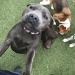 M A C K E N Z I E 🐾 - @mack_bluestaff - Instagram